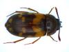 Mycetophagus sp.